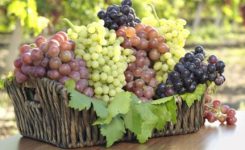 Buah-Anggur