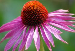 Echinacea Efektif Meredakan Pilek dan Flu?