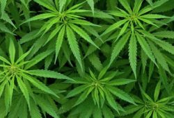 Ganja, Amankah untuk Medis?