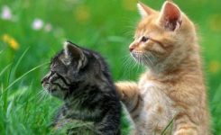 Hewan-Peliharaan Hewan-Peliharaan