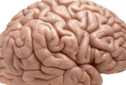 Otak, Tempat Memulai Pengobatan untuk Kecanduan