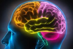 Hubungan Otak Kanan dan Otak Kiri dengan Kepribadian