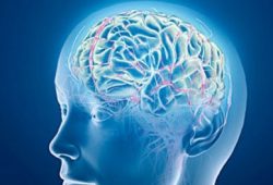 ‘Melepaskan’ Kebiasaan dari Sirkuit Otak