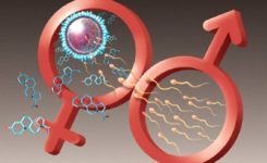 Sperma dan Ovum