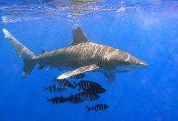 Hiu: Manfaat Kesehatan dan Potensi Lawan Penyakit