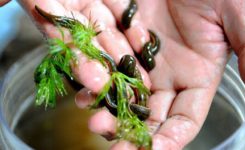 penelitian-terapi-lintah