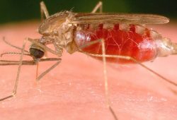 Kini, Penyakit Malaria Bisa Dideteksi Lewat Secarik Kertas