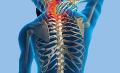 tulangbelakang-punggung